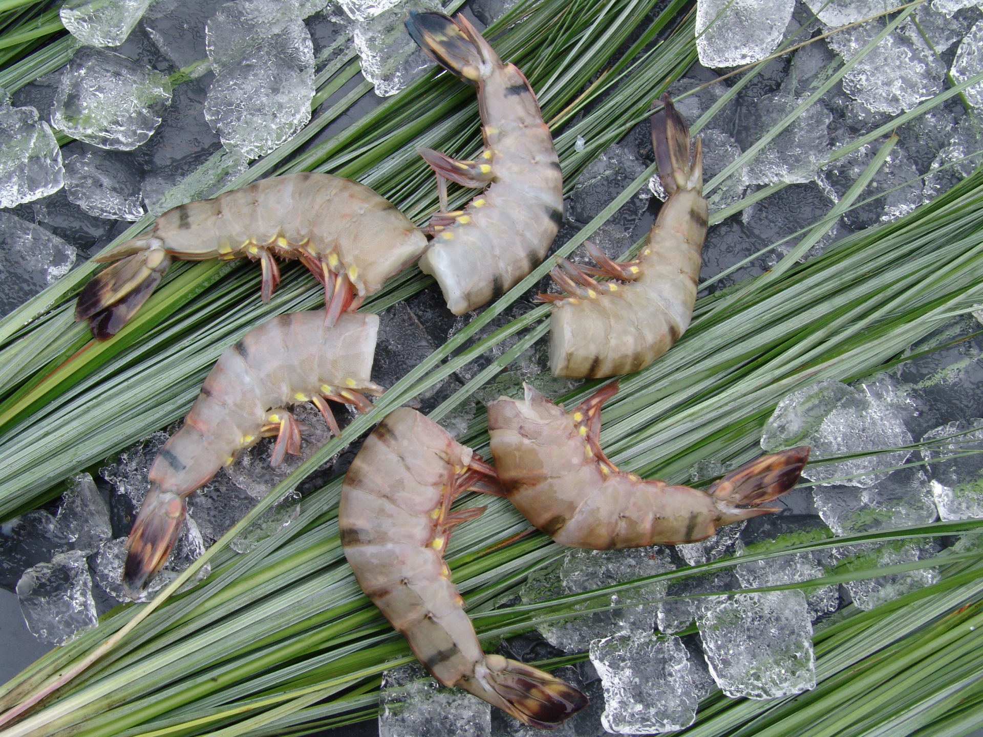 Fischsortiment – Ansicht 1