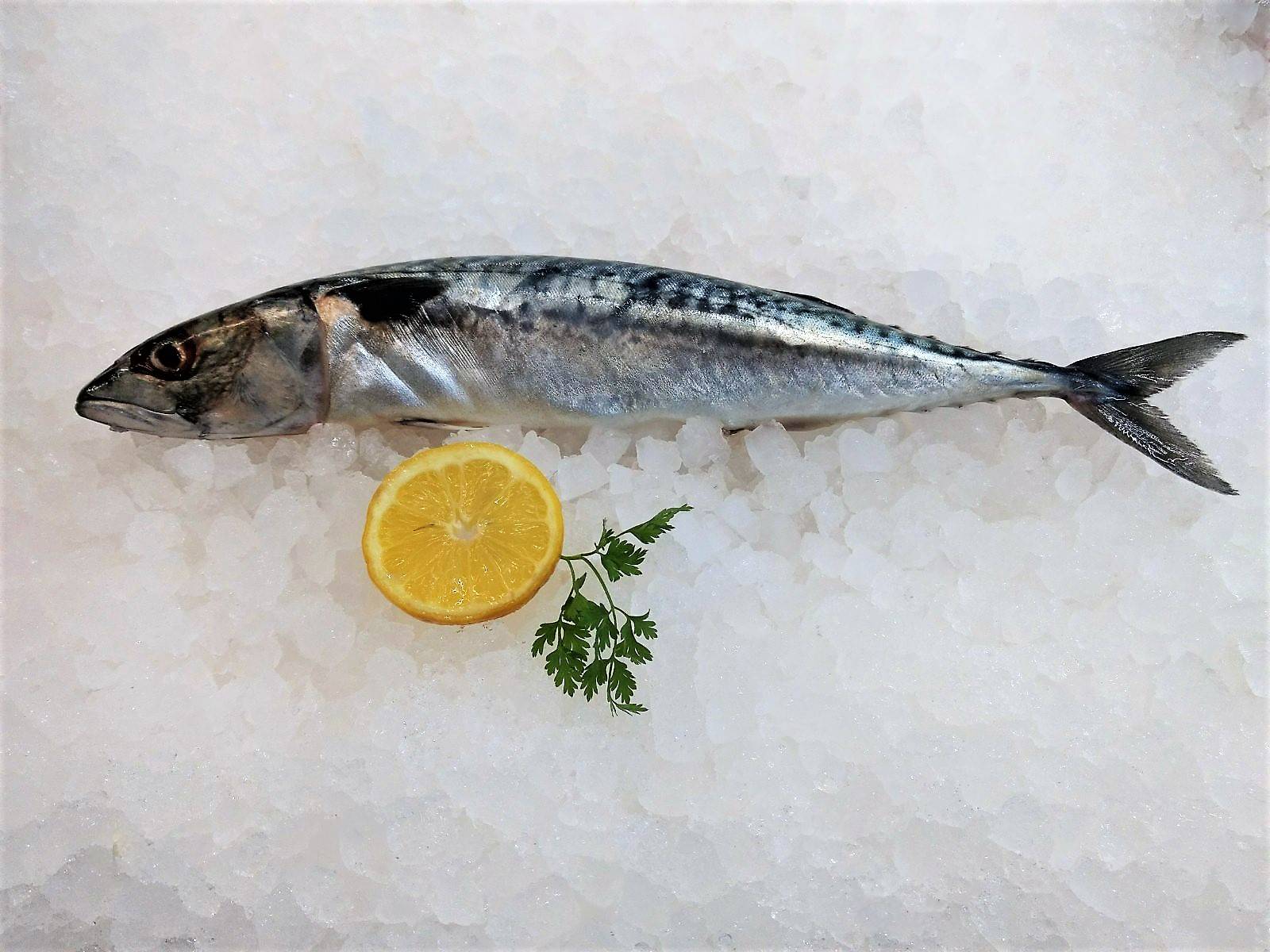 Fischsortiment – Ansicht 9